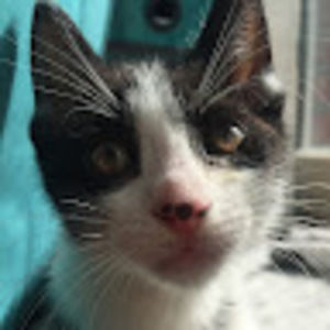 Meet your Posher, Riley